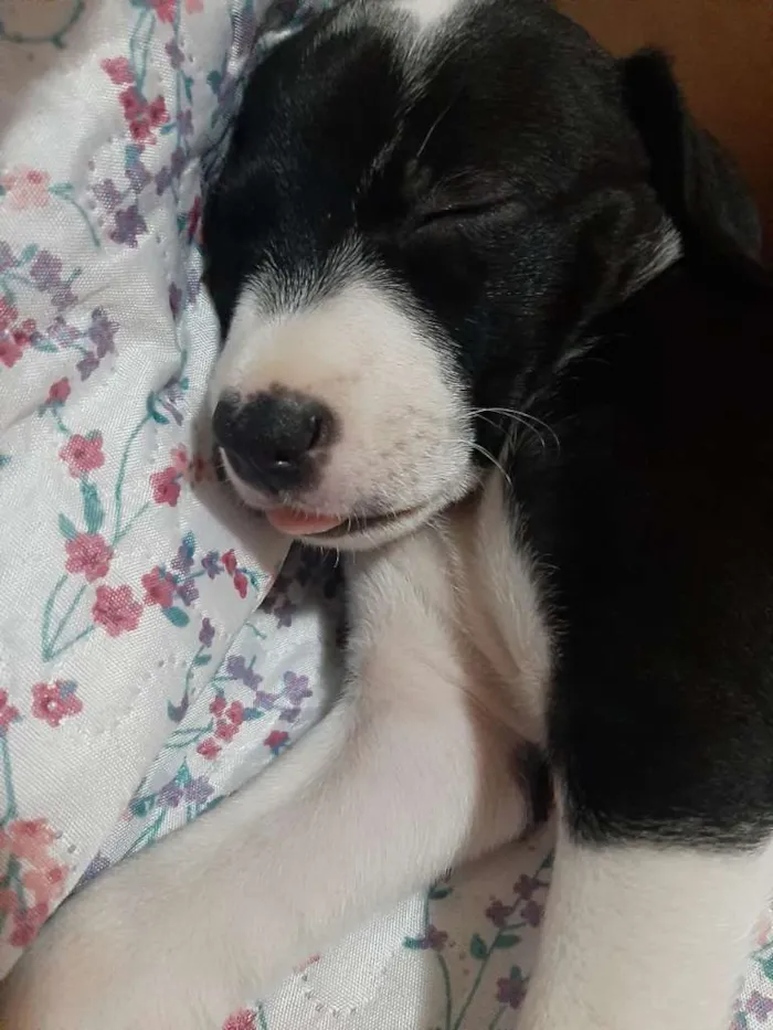 Cachorro ra a MESTIÇO PITBULL idade 2 a 6 meses nome DU
