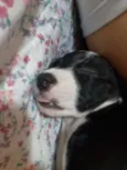 DU