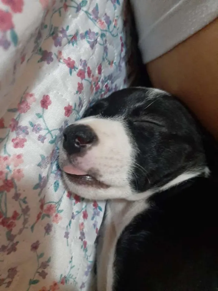 Cachorro ra a MESTIÇO PITBULL idade 2 a 6 meses nome DU