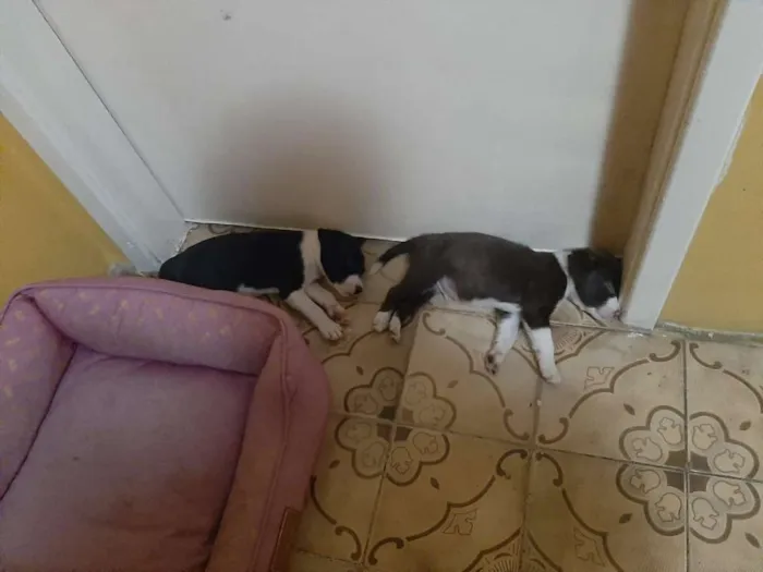 Cachorro ra a MESTIÇO PITBULL idade 2 a 6 meses nome DU