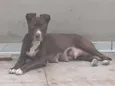 DU