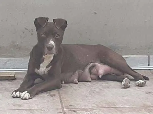 Cachorro ra a MESTIÇO PITBULL idade 2 a 6 meses nome DU