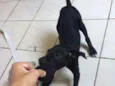 Apolo