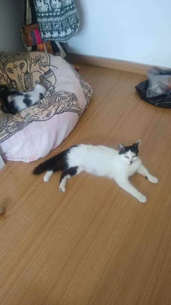 Gato ra a SRD idade 2 anos nome Serena