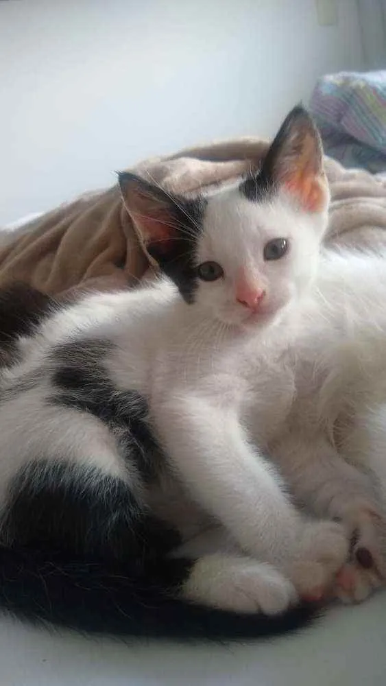 Gato ra a SRD idade Abaixo de 2 meses nome Alfredo