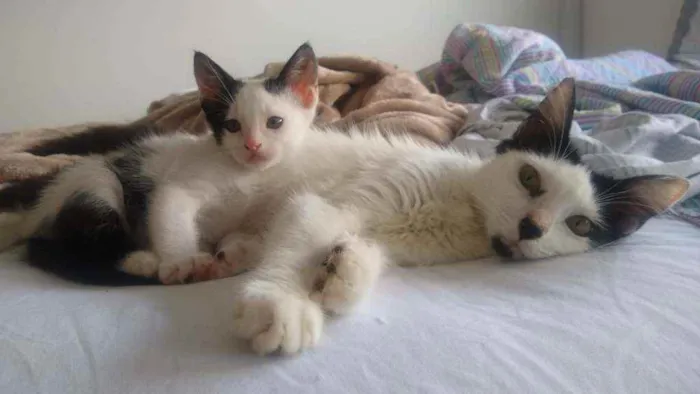 Gato ra a SRD idade Abaixo de 2 meses nome Alfredo