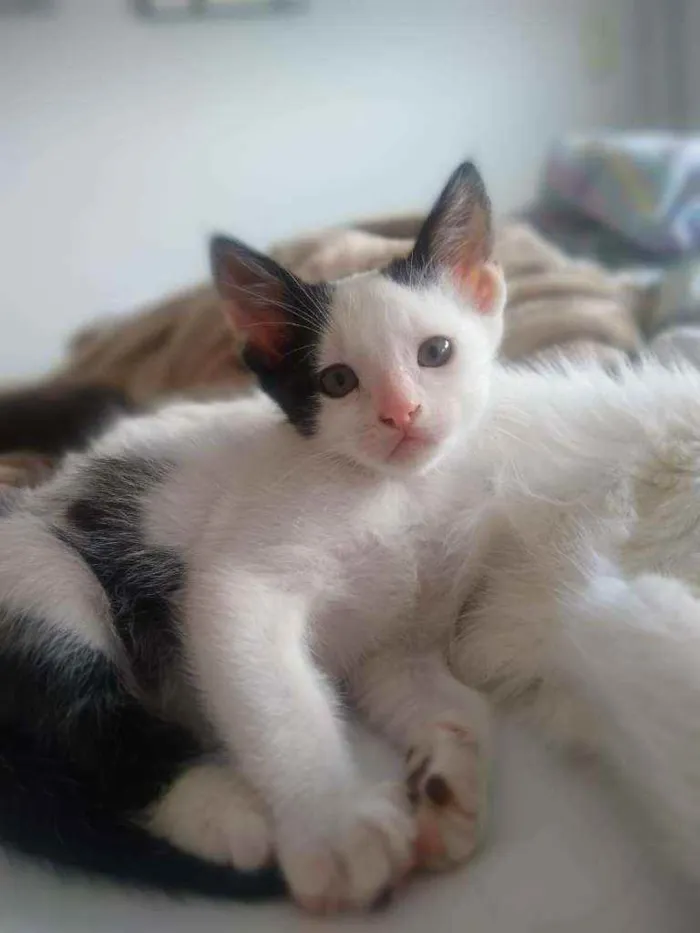 Gato ra a SRD idade Abaixo de 2 meses nome Alfredo