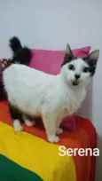 Alfredo