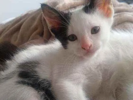 Gato ra a SRD idade Abaixo de 2 meses nome Alfredo
