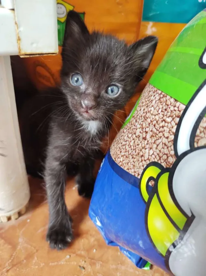 Gato raça SRD-ViraLata idade Abaixo de 2 meses nome Bebezinhosss