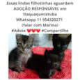 Gatinhas