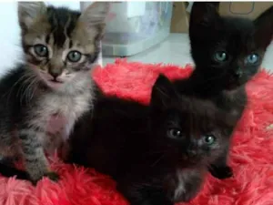 Gato raça  idade 2 a 6 meses nome Gatinhas 