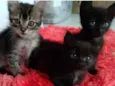 Gatinhas