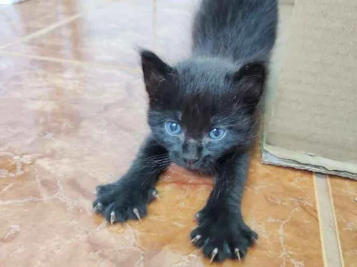 Gato raça SRD-ViraLata idade Abaixo de 2 meses nome Bebezinhosss