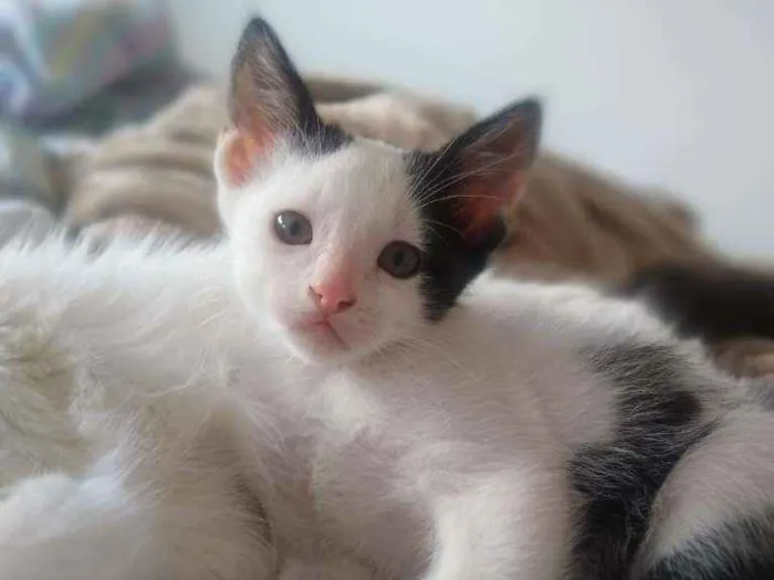 Gato ra a SRD idade Abaixo de 2 meses nome Alfredo