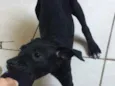 Apolo