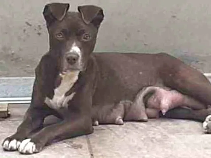Cachorro ra a MESTIÇO PITBULL idade 2 a 6 meses nome DU