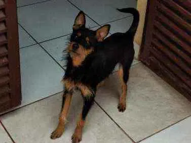 Cachorro ra a Não definida idade 7 a 11 meses nome Bylly