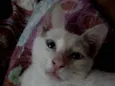 TiTi