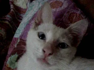 Gato raça  idade 2 a 6 meses nome TiTi