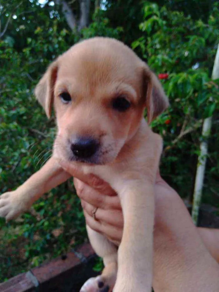 Cachorro ra a Vira lata idade 2 a 6 meses nome Não tem nome