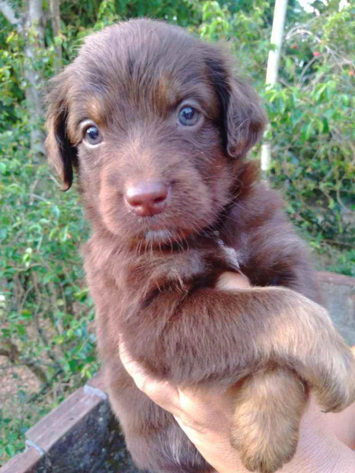 Cachorro ra a Vira lata idade 2 a 6 meses nome Não tem nome