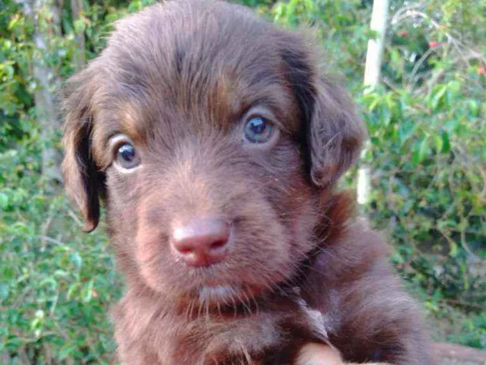 Cachorro ra a Vira lata idade 2 a 6 meses nome Não tem nome