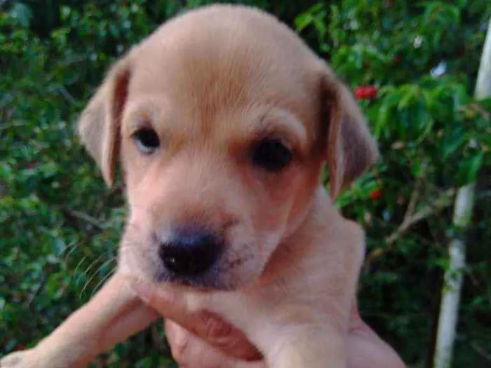 Cachorro ra a Vira lata idade 2 a 6 meses nome Não tem nome