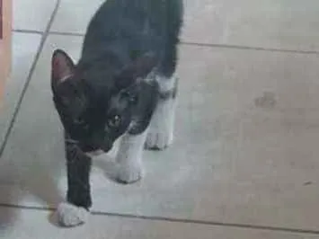 Gato ra a Srn idade 2 a 6 meses nome Não tem nome