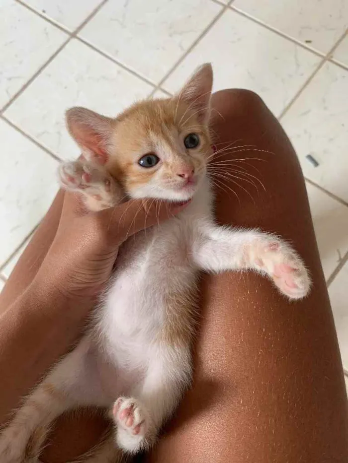 Gato raça  idade Abaixo de 2 meses nome Theo