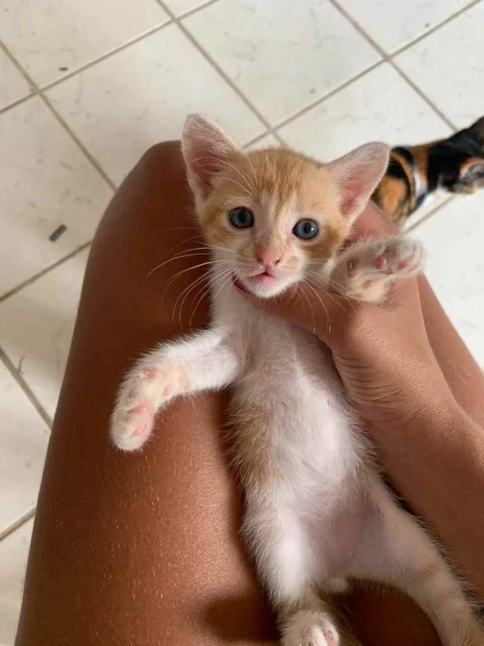 Gato raça  idade Abaixo de 2 meses nome Theo