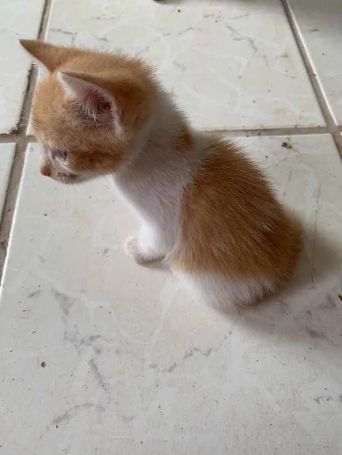 Gato raça  idade Abaixo de 2 meses nome Theo