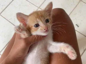 Gato raça  idade Abaixo de 2 meses nome Theo