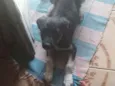 Cacau