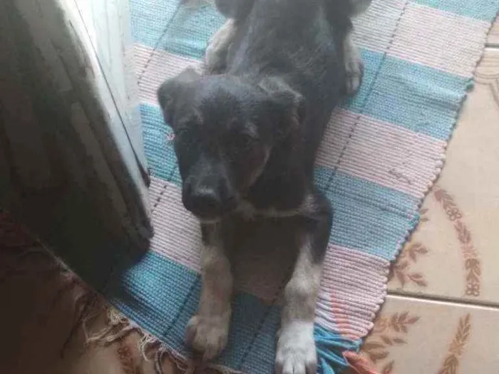 Cachorro ra a Vira lata idade 2 a 6 meses nome Cacau