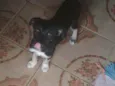 Cacau