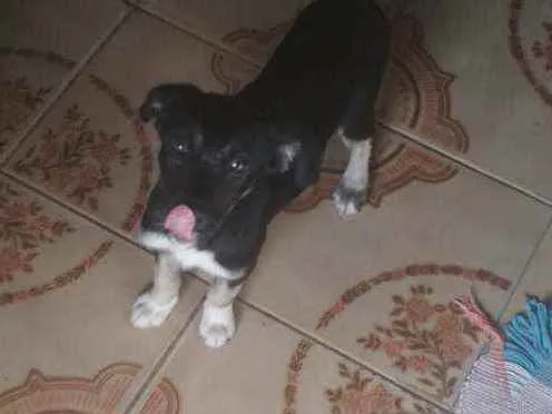 Cachorro ra a Vira lata idade 2 a 6 meses nome Cacau