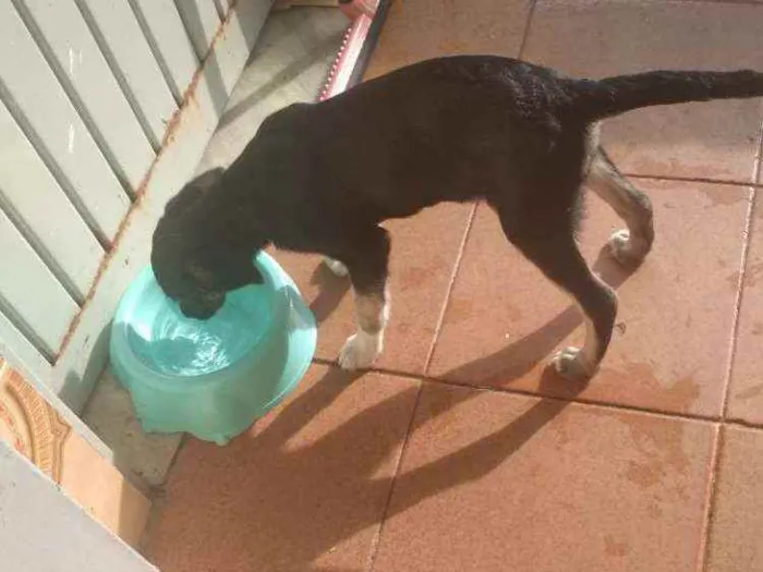 Cachorro ra a Vira lata idade 2 a 6 meses nome Cacau