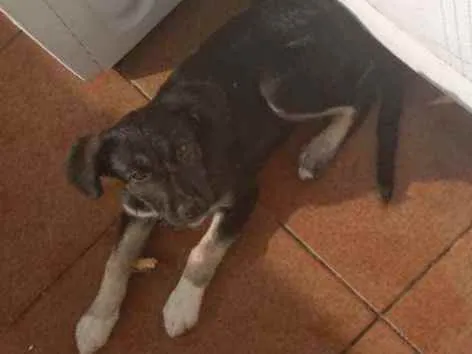 Cachorro ra a Vira lata idade 2 a 6 meses nome Cacau