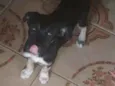 Cacau