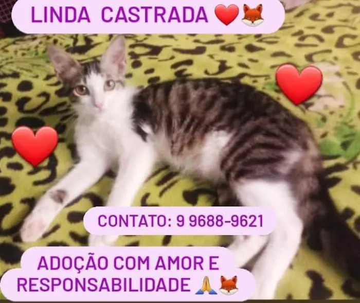 Gato raça Srd idade 2 a 6 meses nome Charllote