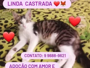 Gato raça Srd idade 2 a 6 meses nome Charllote