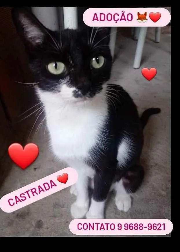 Gato raça Srd idade 2 a 6 meses nome Margarida