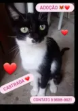 Margarida