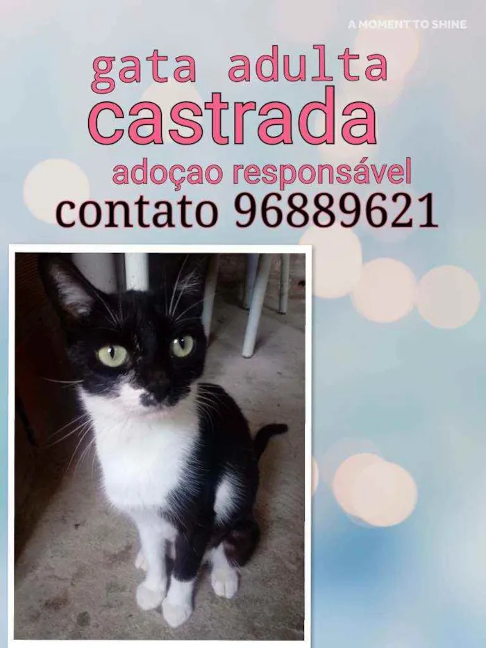 Gato raça Srd idade 2 a 6 meses nome Margarida