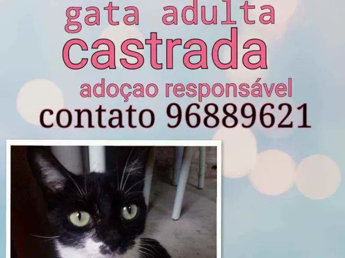 Gato raça Srd idade 2 a 6 meses nome Margarida