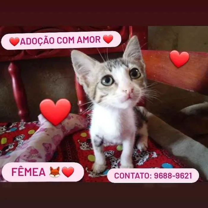 Gato raça Srd idade 2 a 6 meses nome Florzinha