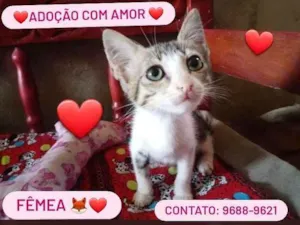Gato raça Srd idade 2 a 6 meses nome Florzinha