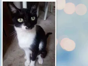 Gato raça Srd idade 2 a 6 meses nome Margarida