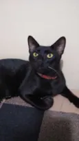 MORCEGUINHO